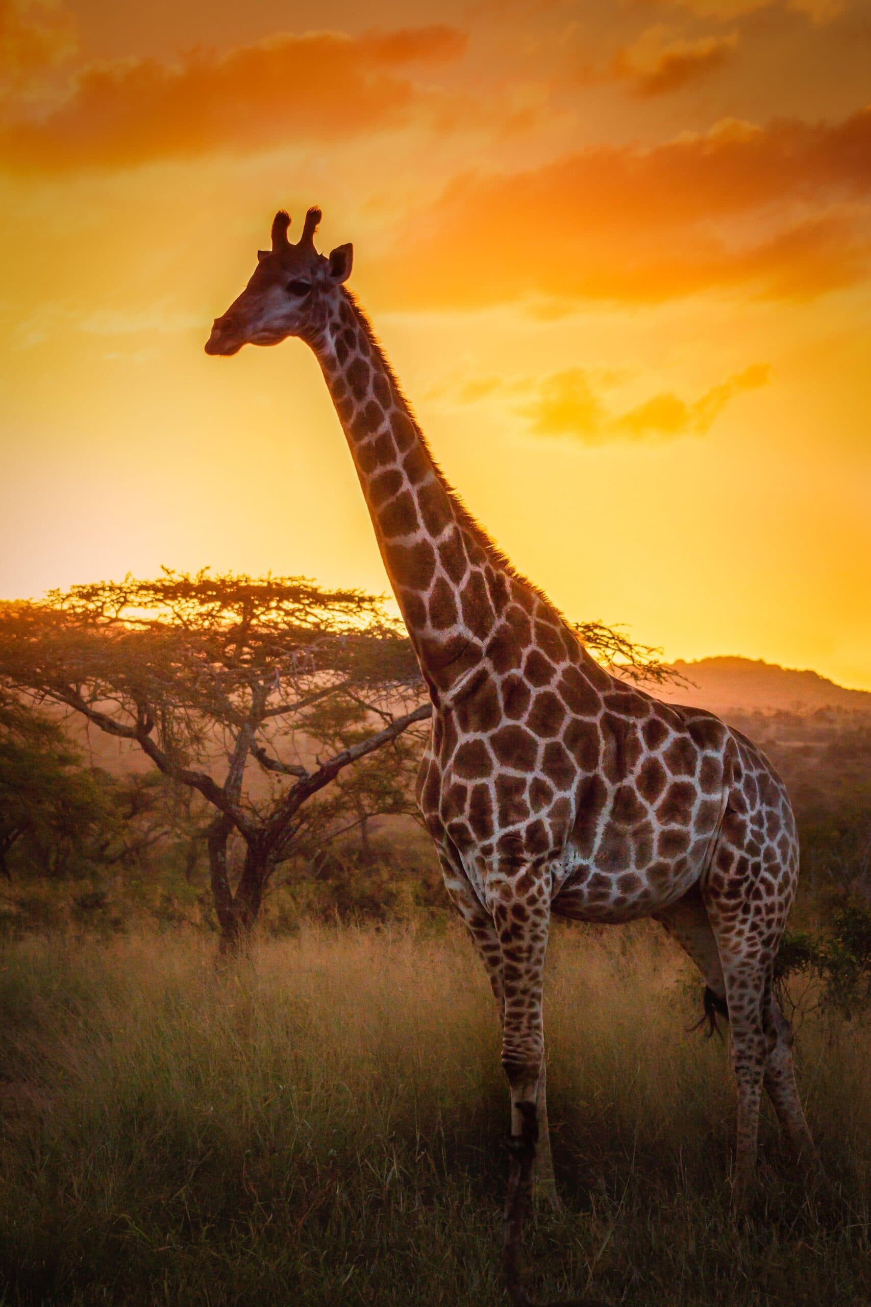 Elephant standing in thick bushveld on the Zululand north coast